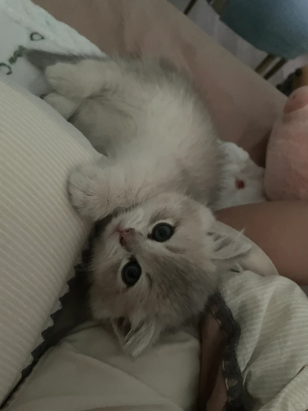 怎么能让小猫和我一起睡一起起床
天天为了让他多睡一会，每天晚上都跟他玩一会，再让