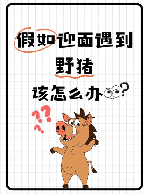 假如野外遇到野猪，你该怎么办？
最近看到新闻：截至目前，我国的野猪数量已经达到2