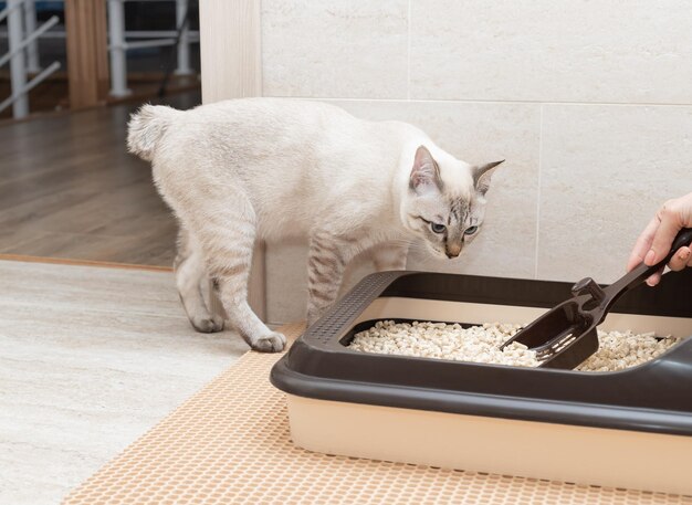 如果你有养猫的经验，那么一定也见过或听过猫咪吃猫砂的情况。也许你会觉得很奇怪，猫