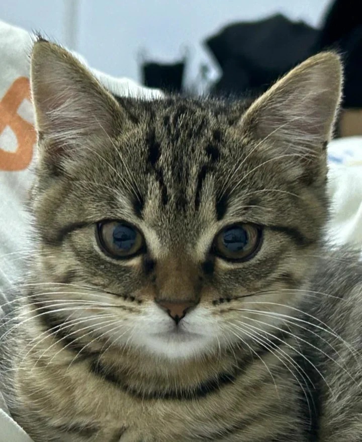 狸花猫是不是都共用一张脸啊
狸花猫真的不愧是老祖宗严选啊
皮实好养活还聪明
长的