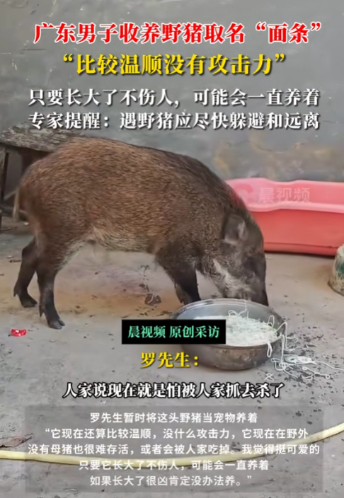 广东一男子的家中闯入了一只野猪，男子见野猪像是饿了，就给它煮了面条，不料野猪吃完