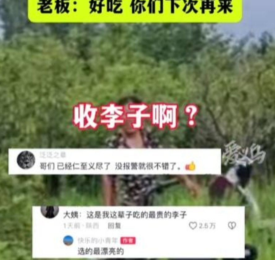 “白嫖失败反被嫖！”山东济宁，男子去果园，发现有2个大妈拿着水桶，在偷摘他家李子