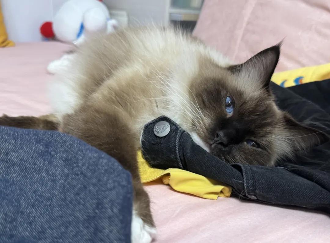 猫咪冬日暖阳秘籍，五大睡觉圣地揭秘！你家猫咪有没有迷上？
