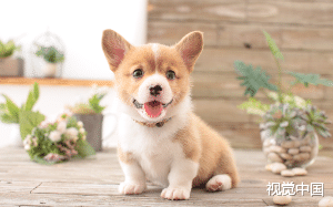 人有时候活的真不如狗！