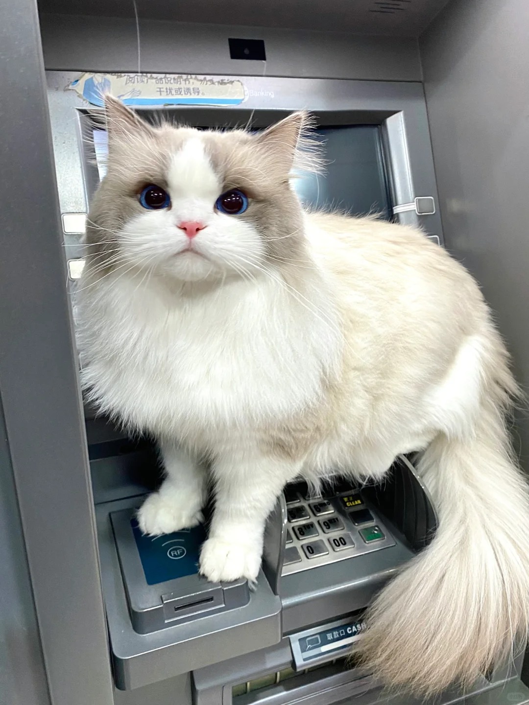 我妈问我养猫到底有啥用？
银行排队全靠它 占位第一名！
任劳任怨 给我省下不少时