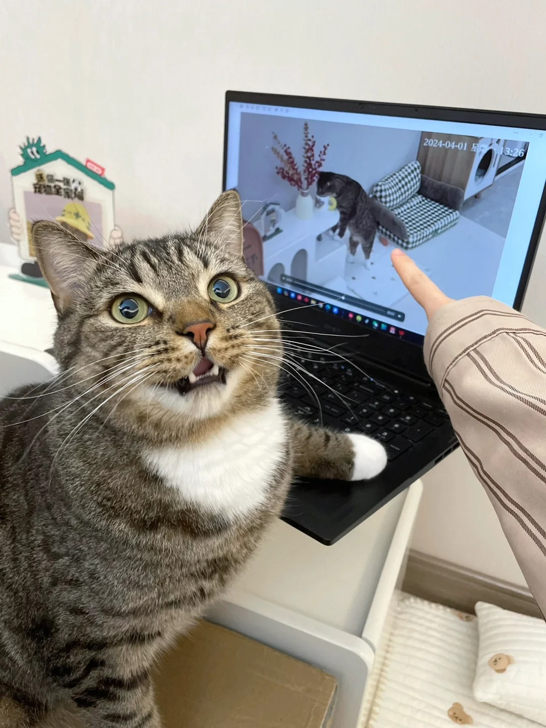 抓住了肇事小猫，但它说监控里不是它！
之前午睡起来发现水杯里飘着猫毛，问了家里两