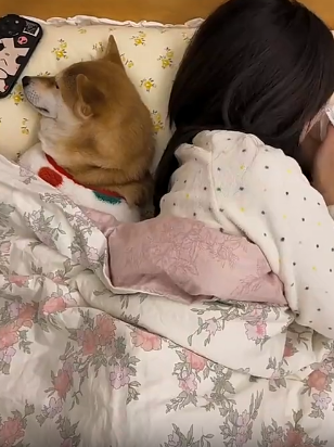 狗子没有任何的表示