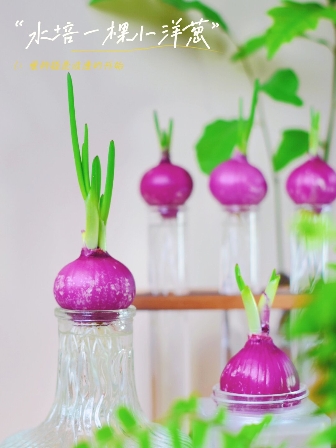 🌱水培小洋葱，让生活充满绿意与新鲜感✨

作为园艺师，我总是喜欢尝试各种植物的