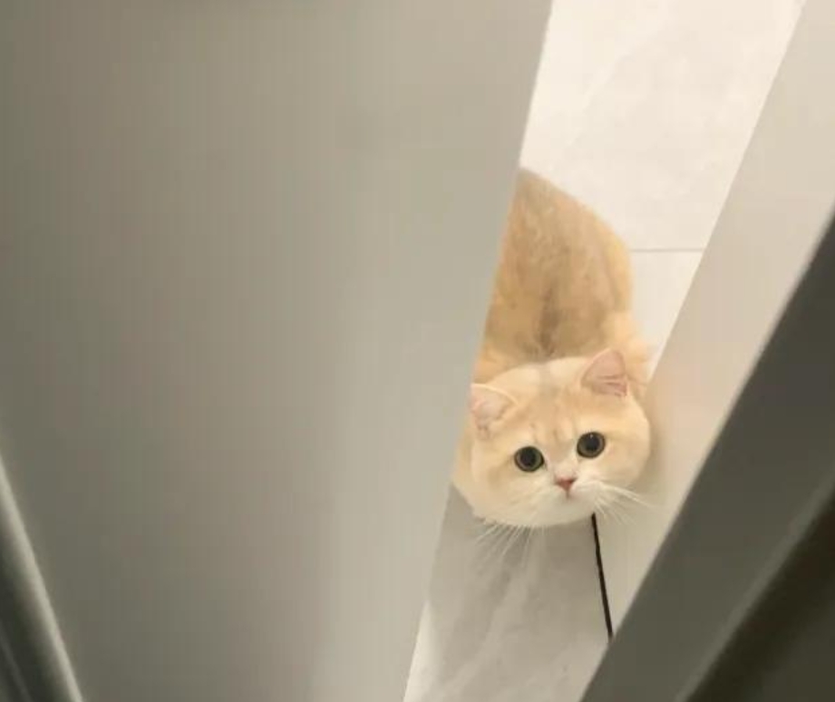 教育猫咪，这些“雷区”你踩过吗？