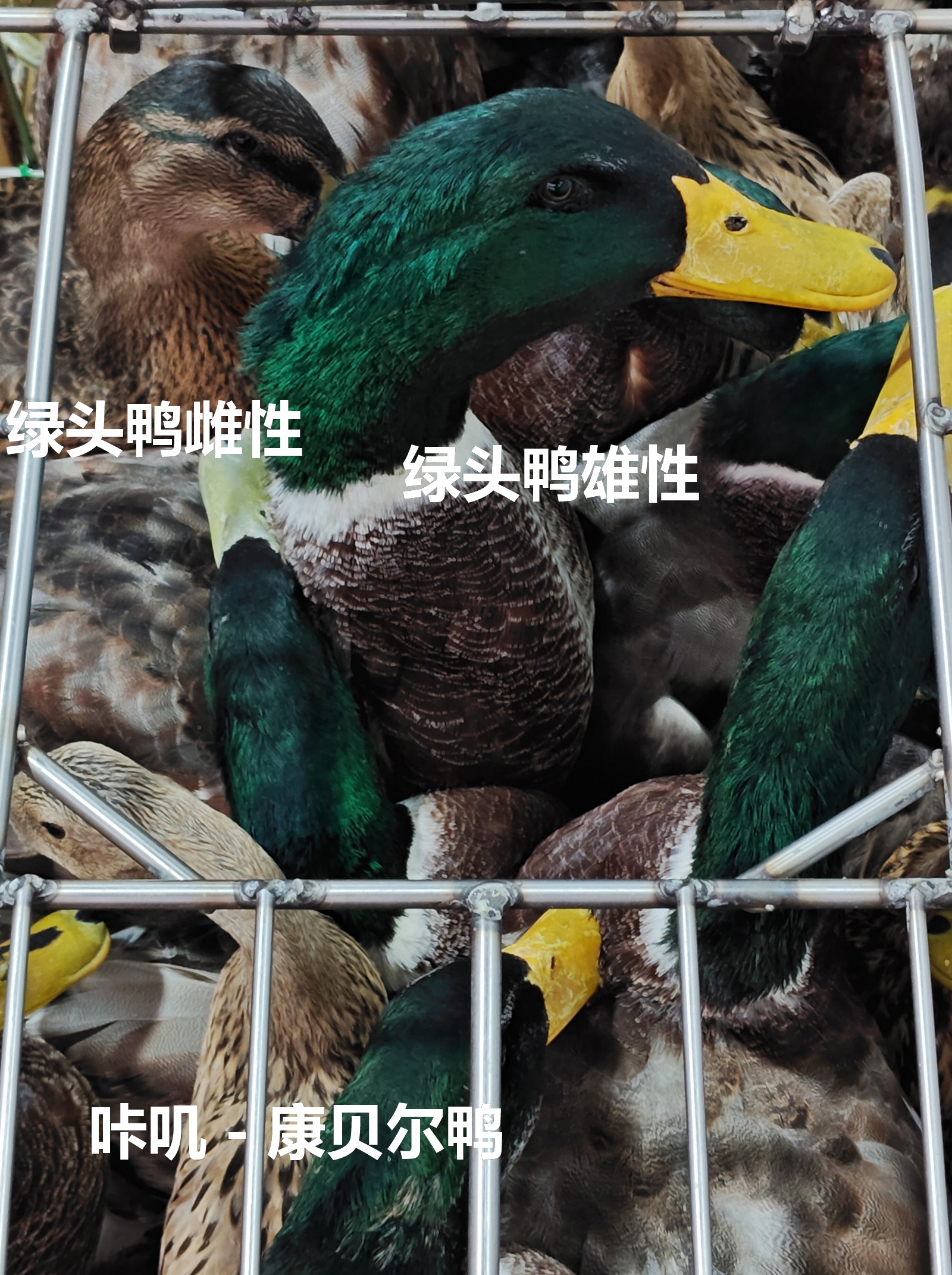 身陷囹圄的青头鸭王者。青头鸭就是绿头鸭的雄性。左上角那个头，朴素好多，大概是绿头