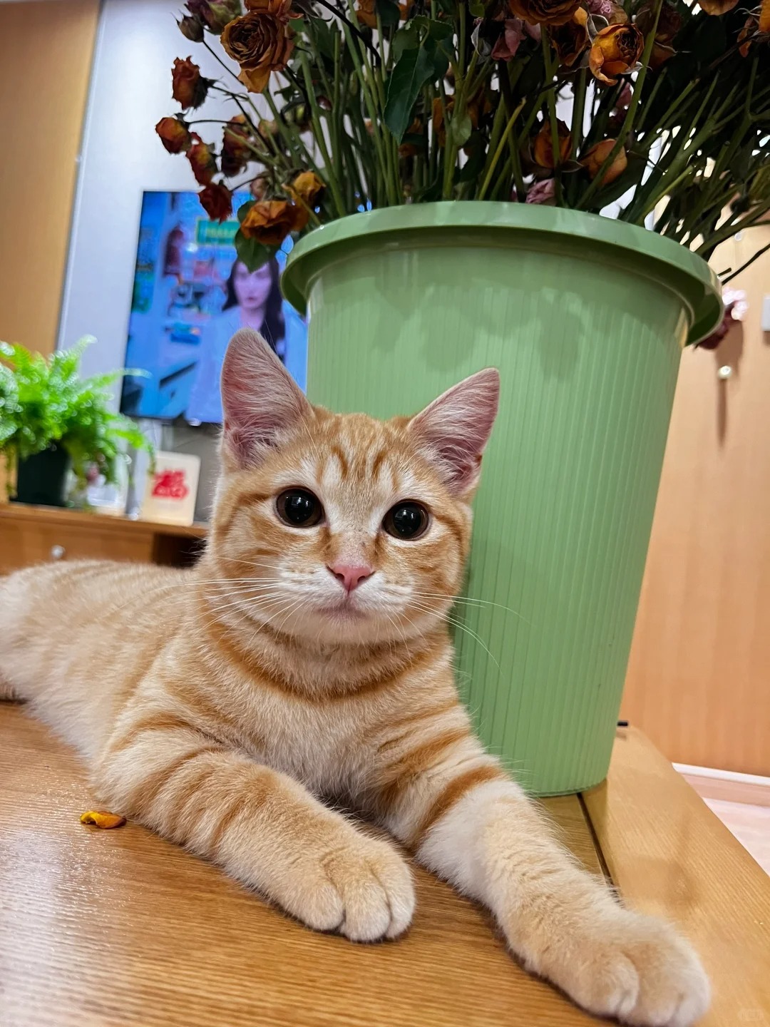 男孩子还是女孩子？
大家请看这只橘，是男是女#j橘猫