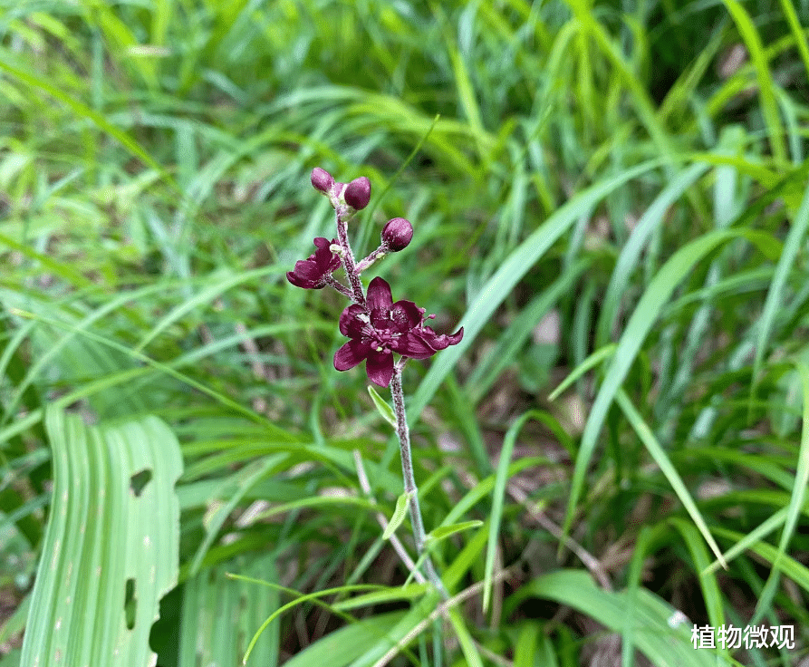 叶子形似仙茅, 俗称“藜芦”, 野外遇到切勿当野菜采摘, 有剧毒!