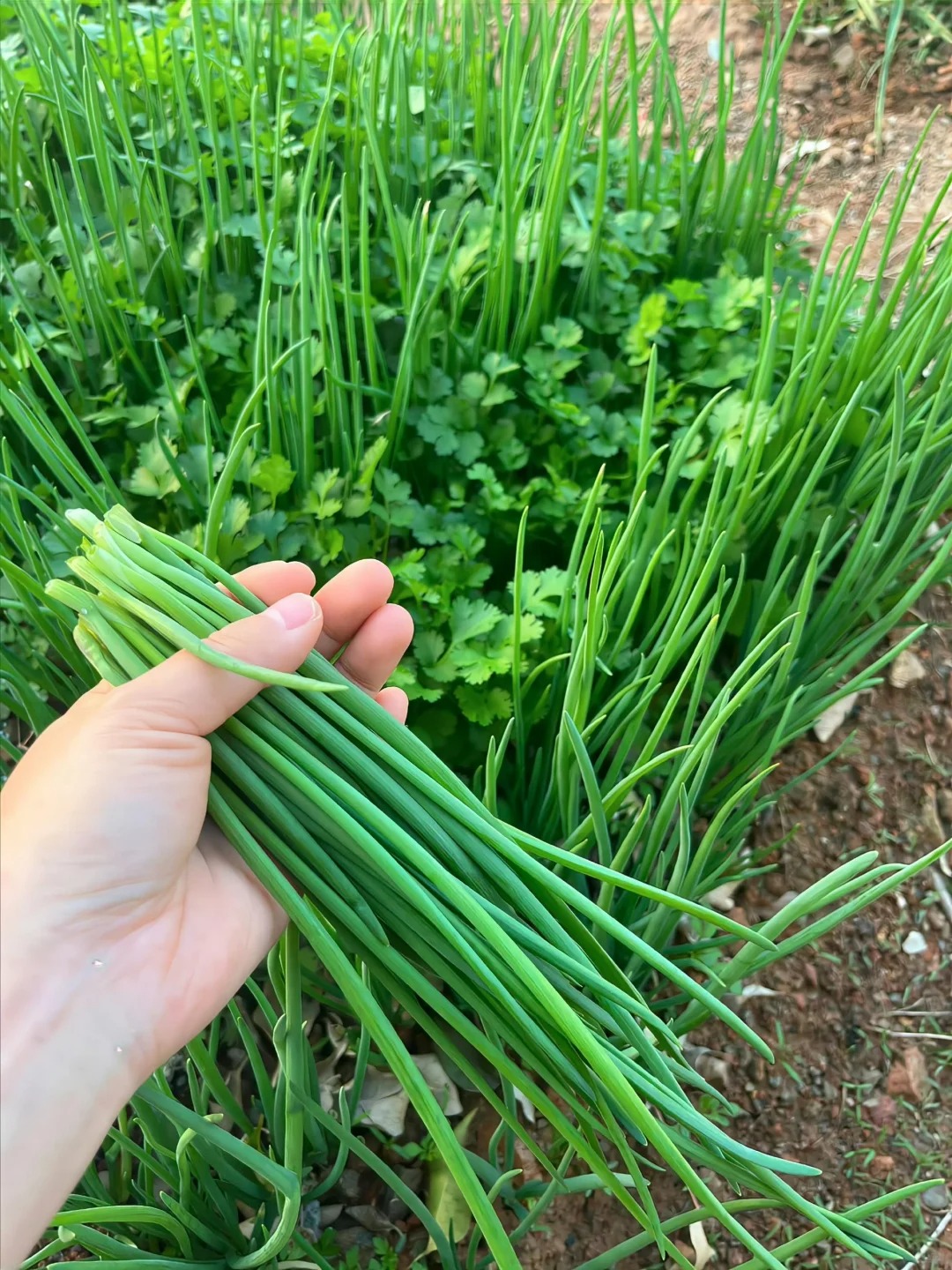 乡村的慢节奏生活,是治愈疲惫生活的良药。