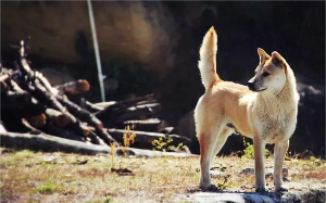 主人被杀，我作为一条狗，也要为主人报仇