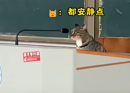 你们就是这样对待猫猫学长的吗？ 