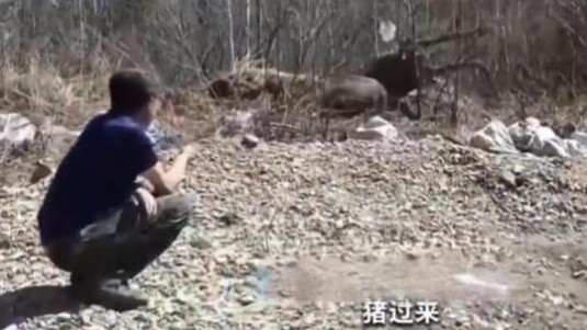 男子救野猪三年后野猪带娃报恩

                        