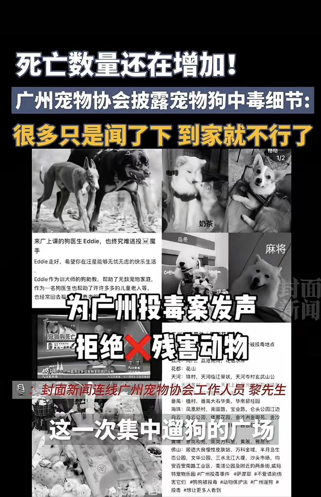广东宠物狗中毒事件：死亡阴影持续笼罩