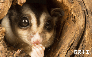 震惊了, 动物变成人了，还说要娶我