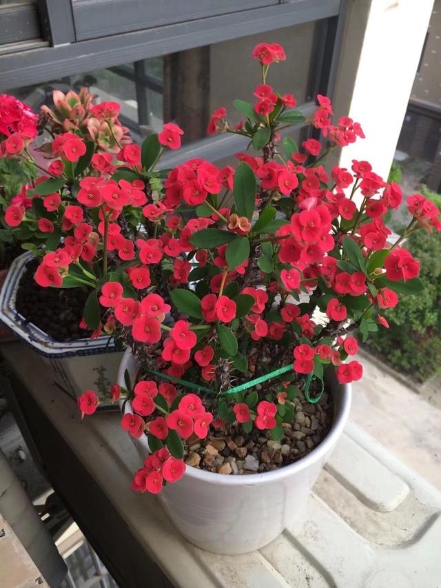 虎刺梅的养护技巧