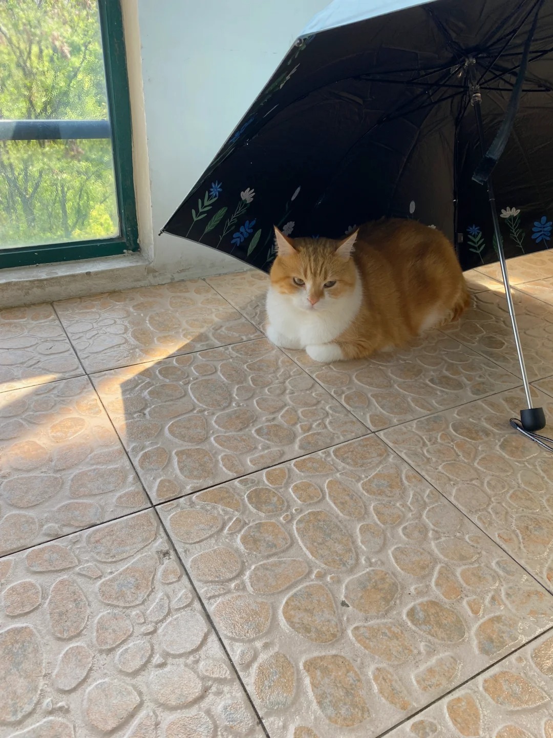 猫好人坏🤣
很久没见麦麦揣手手了，我看他在阳台揣手手，还躲在伞底下，赶紧回房间