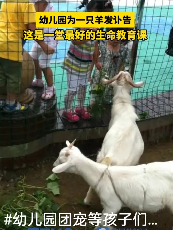 在浙江杭州的申花峰幼儿园，有一只特别的“团宠”——一只陪伴了孩子们14个春秋的羊