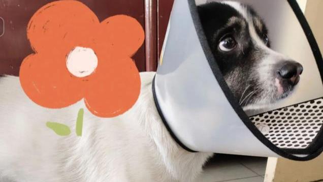 男子小区遛狗，爱犬被另一只狗咬伤，上门讲理被要求当面把狗打死