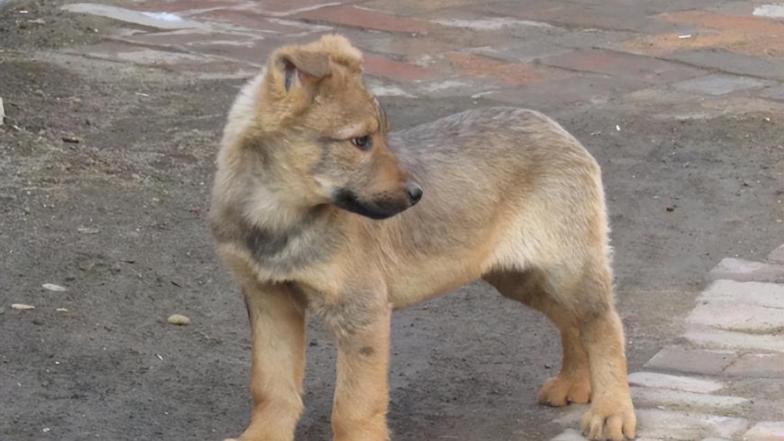 河北女子收养狼青犬,1年后摆摊遭人殴打,狼青犬护主将打人者咬伤