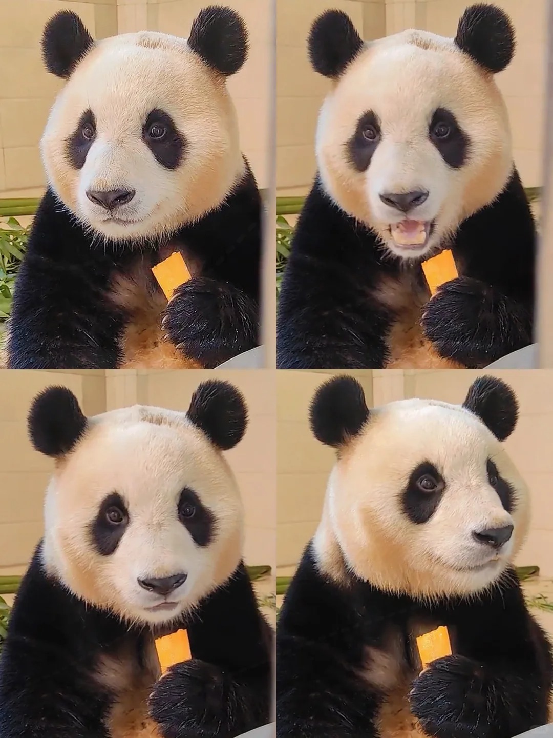 更漂亮了福福🥰❤️
马上就要结束隔离啦，今天也想你