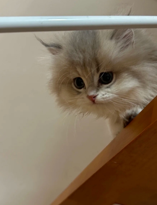 偷窥人类生活的小猫，猫猫每天都在躲着看着爸爸妈妈在干嘛！
