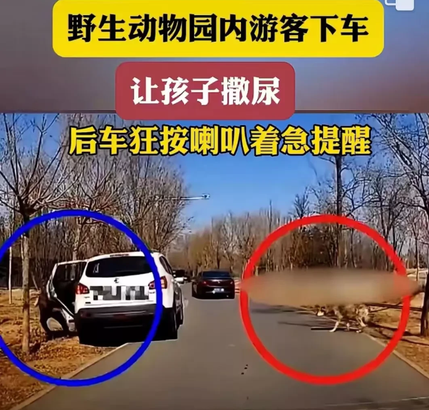 胆太肥了！在野生动物园内，游客下车让孩子撒尿，后车司机疯狂按喇叭着急提醒！
 视