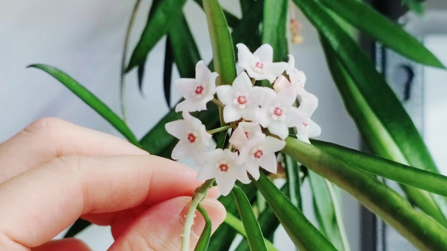 室内垂吊绿植的“天花板”，可观叶、赏花、闻香，耐阴耐旱超好养