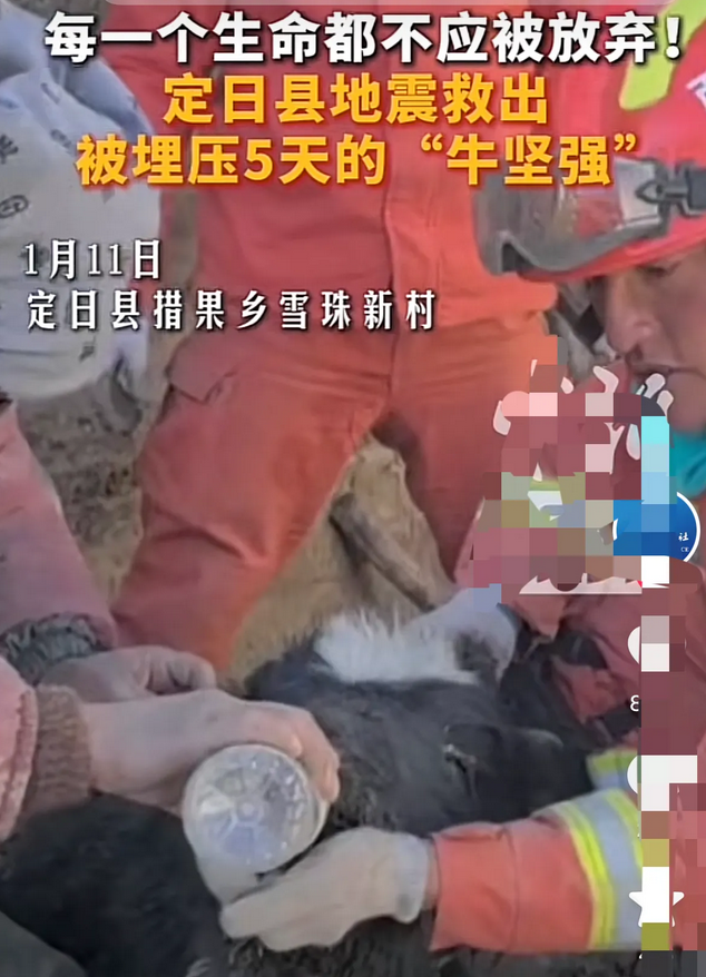 感动！西藏，一头牛被埋压在废墟里5天，被救援队员发现的时候已经奄奄一息了，之后救