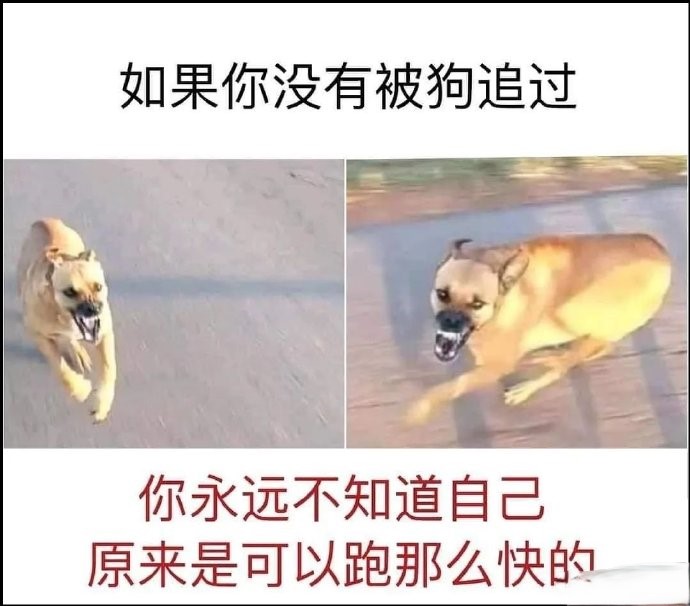 如果你没有被狗追过