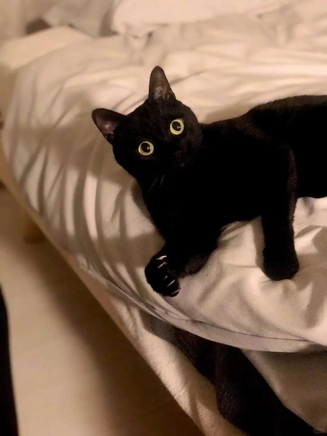 爸觉得我亵渎咖啡，我觉得他在亵渎茶
我喝不了纯黑咖啡，苦，平时让爸做卡布奇诺或者