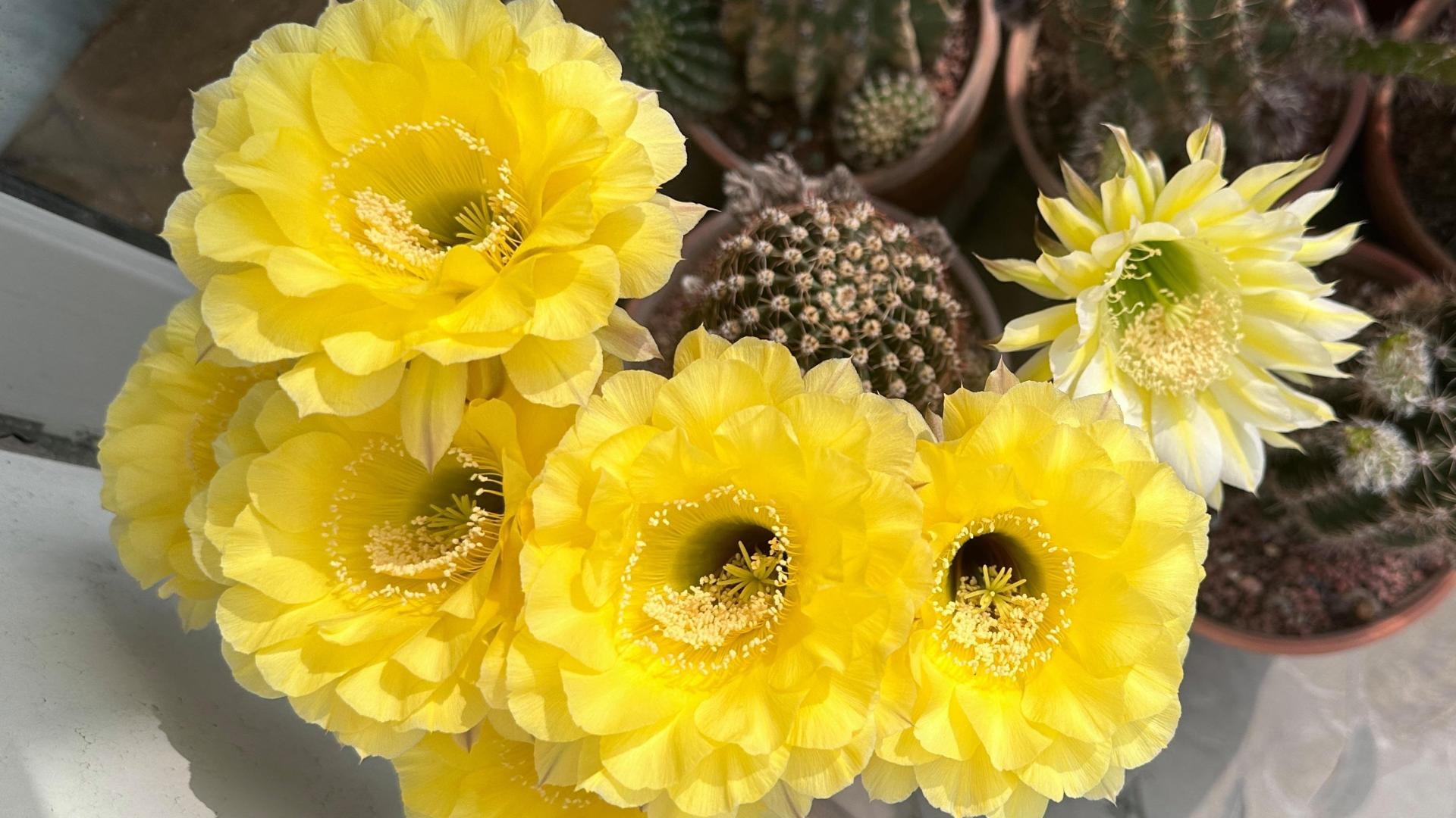 一种能给你“成就感”的仙人球，养护随意，超爱开花，花大色美！