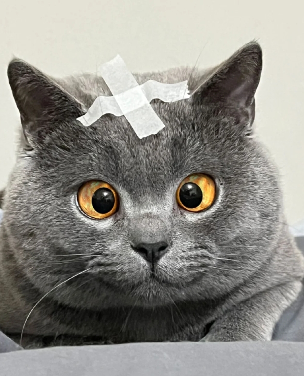 也许这就是大智若愚的长相吧，就说小猫咪怎么会这么适合斗鸡眼，真的要笑发财了。