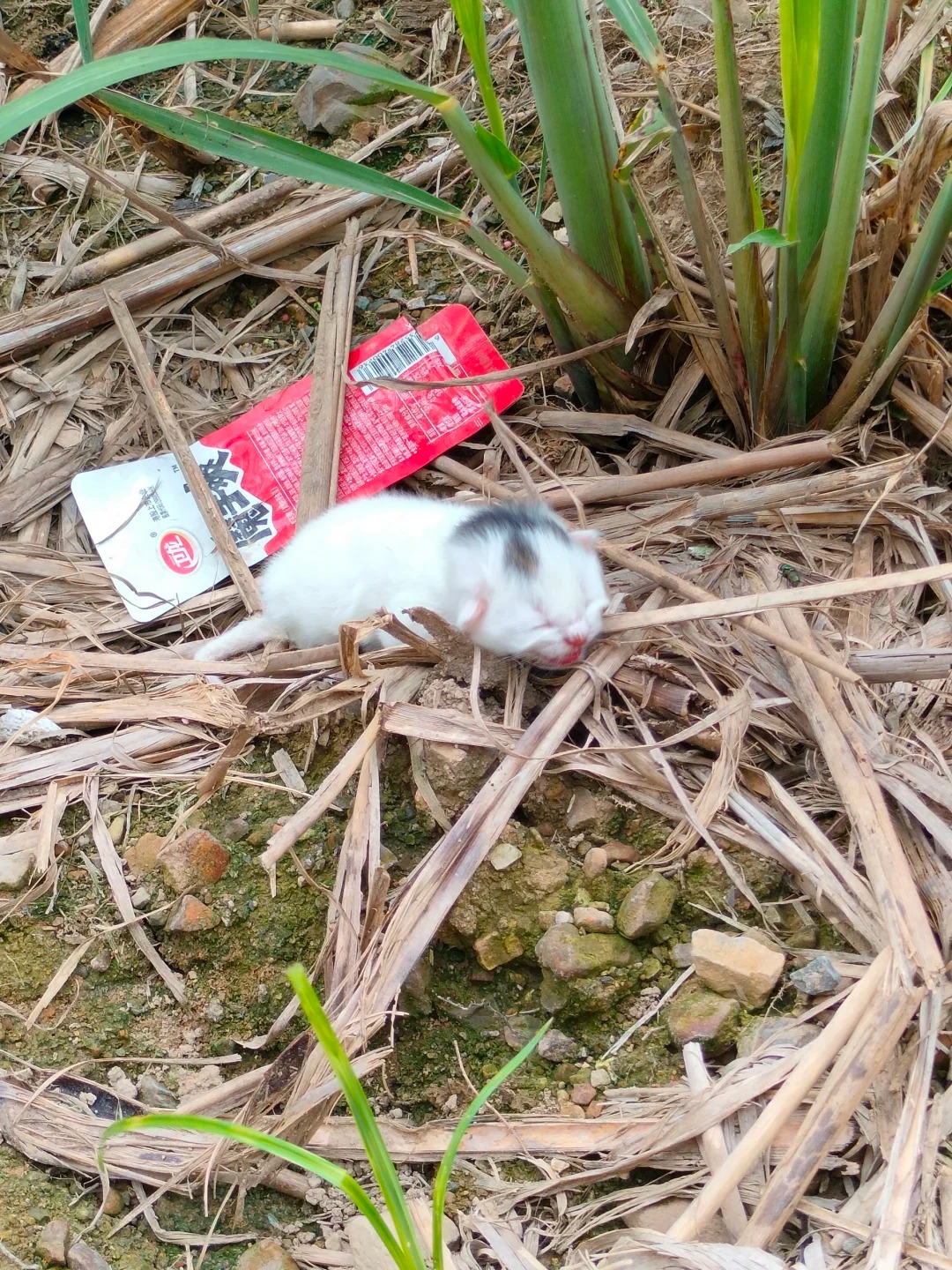 寻着声音在路边的甘蔗地里看到的……