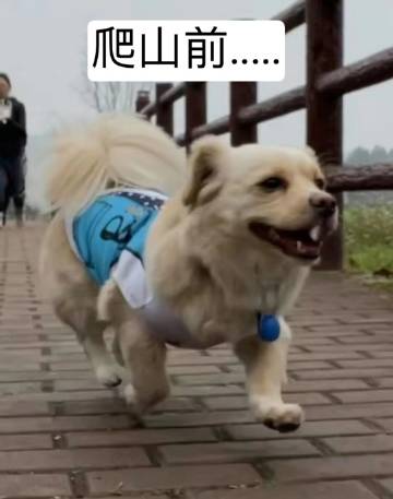 小狗爬完山面相都变得沉稳了 ​
