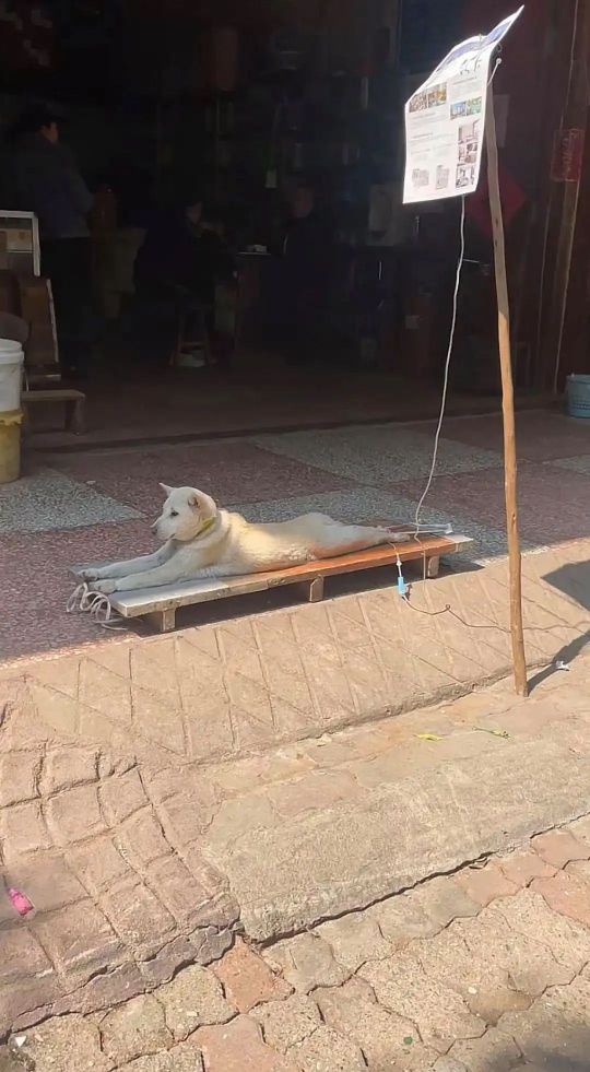这下不敢乱吃了吧！
