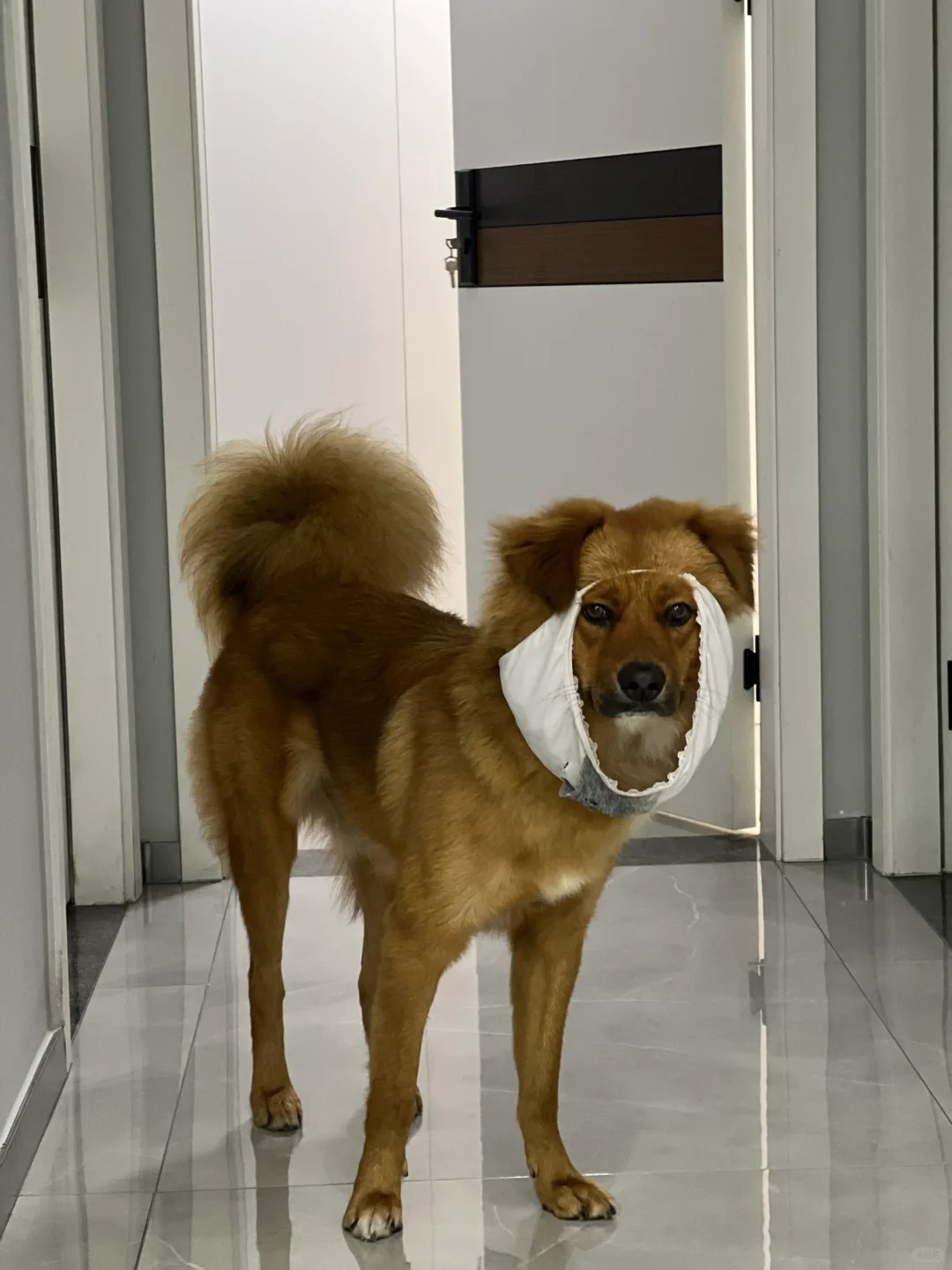 这个家没有一条内内能逃出他魔嘴