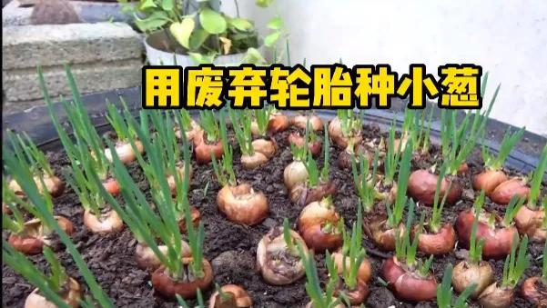 废弃的轮胎不要丢，教你一招，放院子，疯长出一片小葱林！