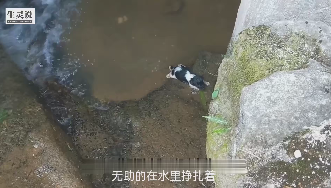 在一处面积不大的水沟里，路人听见叫声后闻声找来，赫然发现在水里，居然有几只小狗崽