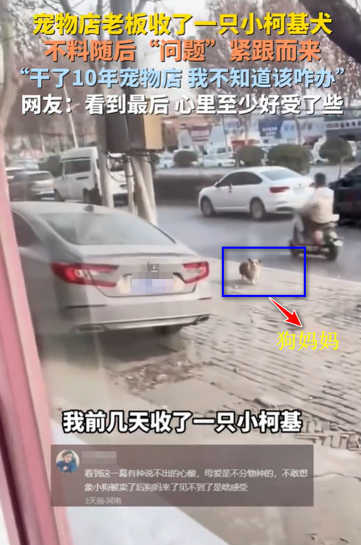 10年宠物店，收养一个小柯基，柯基妈妈串门惹麻烦，老板处置太暖心