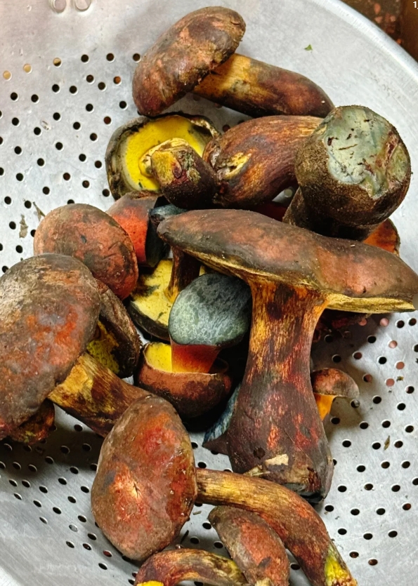 我朋友吃野生菌中毒了，自己跑去医院事后我问他，你怎么知道自己中毒的，他说他跟他外