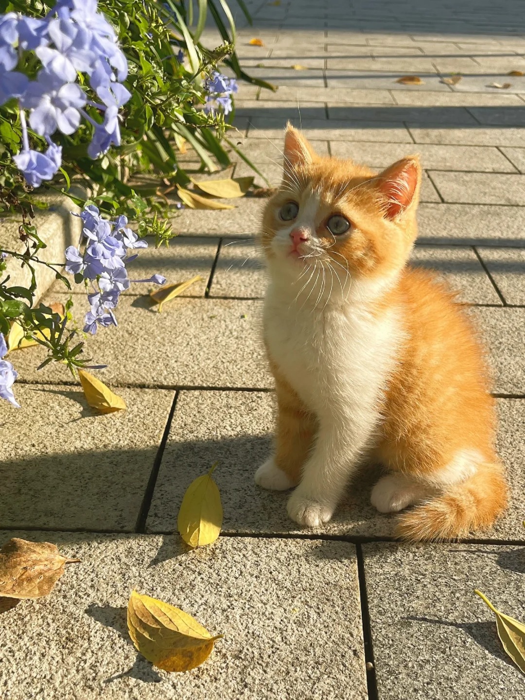发现小猫在赏花！
从小就喜欢欣赏花花
长大就喜欢偷采花花