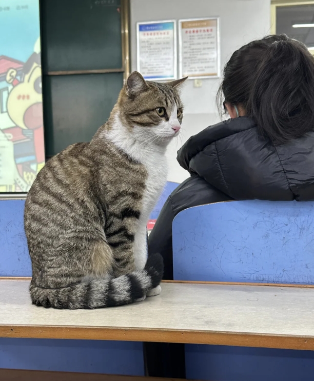 猫咪跳过去那下，把人吓着了，太逗了...