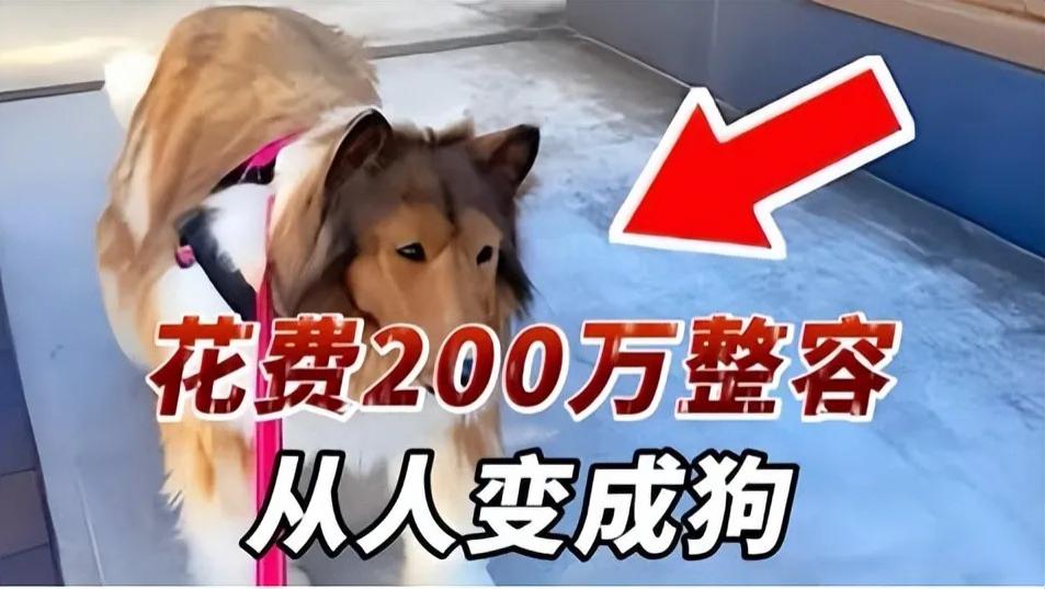 日本一男子只因厌倦做人，花200万把自己变成狗