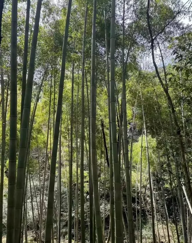 春天的早晨，空气清新，阳光明媚。我漫步在公园的小径上，欣赏着四周的美景。路旁的树
