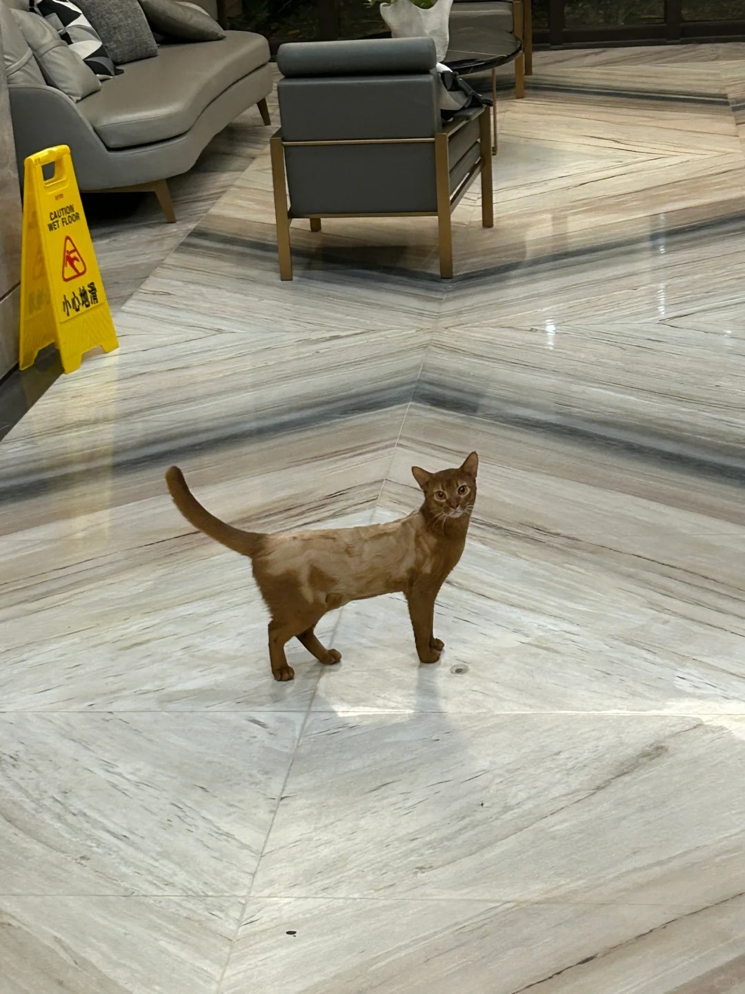 在楼下看见猫没毛了
没养过猫，今天回家楼下看见流浪猫身上毛没了 是被人欺负了吗