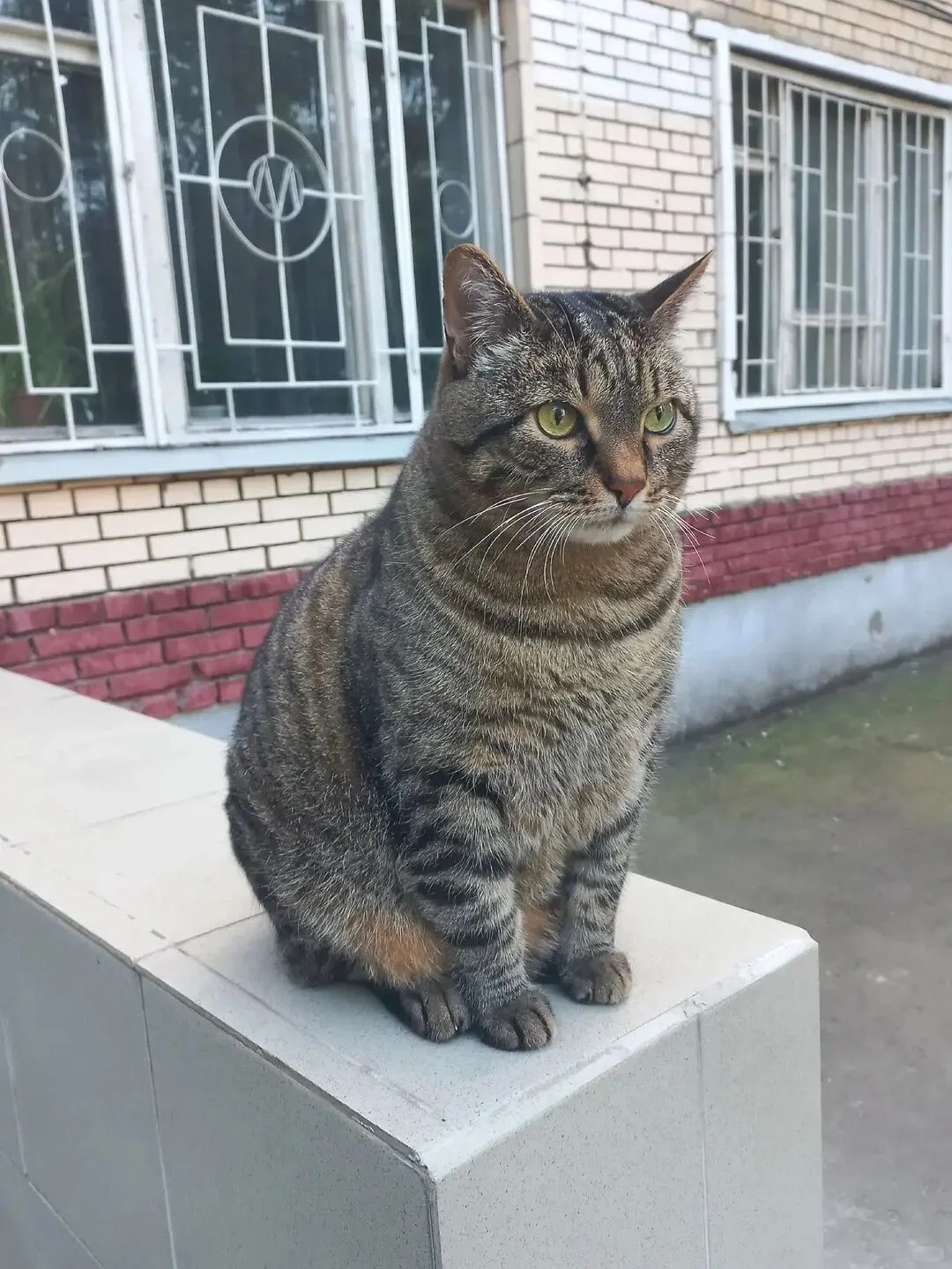 好胖的流浪猫🤣
虽然流浪，但把自己照顾得不错哈哈